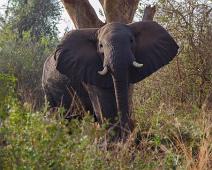 Afrikakansk Savanneelefant   African bushelephant (Loxodonta africana knochenhaueri), Afrikansk savanneelefant, Murchinson Falls NP, Pattedyr : African bushelephant (Loxodonta africana knochenhaueri), Afrikansk savanneelefant, Murchinson Falls NP, Pattedyr