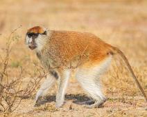 Murchinson Falls NP, Patas Monkey : Murchinson Falls NP, Patas Monkey