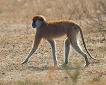 Murchinson Falls NP, Patas Monkey : Murchinson Falls NP, Patas Monkey