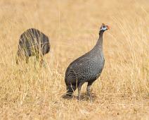Helmeted Guineafowl, Hjelmperlehøne, Murchinson Falls NP, Numida meleagris : Helmeted Guineafowl, Hjelmperlehøne, Murchinson Falls NP, Numida meleagris