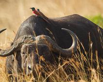 African buffalo (Syncerus caffer), Afrikansk bøffel, Karminbieter, Merops nubicus, Murchinson Falls NP, Northern Carmine Bee-eater : African buffalo (Syncerus caffer), Afrikansk bøffel, Karminbieter, Merops nubicus, Murchinson Falls NP, Northern Carmine Bee-eater