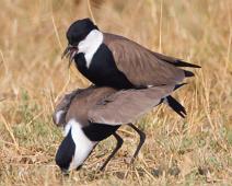 Sporevipe   Murchinson Falls NP, Sporevipe, Spur-winged Lapwing, Vanellus spinosus : Murchinson Falls NP, Sporevipe, Spur-winged Lapwing, Vanellus spinosus