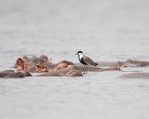 Flodhest med Sporevipe   Flodhest, Murchinson Falls NP, Pattedyr, Sporevipe, Spur-winged Lapwing, Vanellus spinosus : Flodhest, Murchinson Falls NP, Pattedyr, Sporevipe, Spur-winged Lapwing, Vanellus spinosus