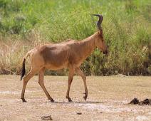 Kuantilope   Alcelaphus buselaphus jacksoni, Jackson's Hartebeest (Kuantilope), Murchinson Falls NP : Alcelaphus buselaphus jacksoni, Jackson's Hartebeest (Kuantilope), Murchinson Falls NP