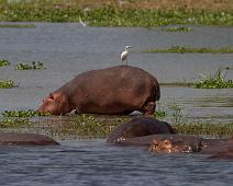 Bubulcus ibis, Cattle Egret, Flodhest, Kuhegre, Murchinson Falls NP, Pattedyr : Bubulcus ibis, Cattle Egret, Flodhest, Kuhegre, Murchinson Falls NP, Pattedyr