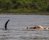 Krypdyr, Murchinson Falls NP, Nile Crocodile (Crocodylus niloticus), Nilkrokodille : Krypdyr, Murchinson Falls NP, Nile Crocodile (Crocodylus niloticus), Nilkrokodille