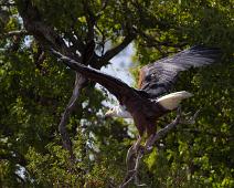 Flodørn   African Fish-Eagle, Flodørn, Haliaeetus vocifer, Murchinson Falls NP : African Fish-Eagle, Flodørn, Haliaeetus vocifer, Murchinson Falls NP