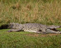 Nilkrokodille   Krypdyr, Murchinson Falls NP, Nile Crocodile (Crocodylus niloticus), Nilkrokodille : Krypdyr, Murchinson Falls NP, Nile Crocodile (Crocodylus niloticus), Nilkrokodille