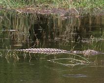 Nilkrokodille   Krypdyr, Murchinson Falls NP, Nile Crocodile (Crocodylus niloticus), Nilkrokodille : Krypdyr, Murchinson Falls NP, Nile Crocodile (Crocodylus niloticus), Nilkrokodille