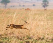Murchinson Falls NP, Oribi : Murchinson Falls NP, Oribi