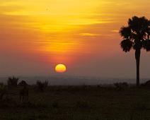 Murchinson Falls NP, Ugandan kob : Murchinson Falls NP, Ugandan kob