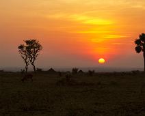 Murchinson Falls NP, Ugandan kob : Murchinson Falls NP, Ugandan kob