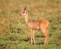 Oribi   Murchinson Falls NP, Oribi : Murchinson Falls NP, Oribi