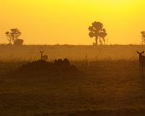 Murchinson Falls NP, Ugandan kob : Murchinson Falls NP, Ugandan kob