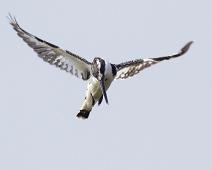 Ceryle rudis, Murchinson Falls NP, Pied Kingfisher, Terneisfugl : Ceryle rudis, Murchinson Falls NP, Pied Kingfisher, Terneisfugl