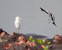 Flodhest med Kuhegre og Sporevipe   Bubulcus ibis, Cattle Egret, Flodhest, Kuhegre, Murchinson Falls NP, Pattedyr, Sporevipe, Spur-winged Lapwing, Vanellus spinosus : Bubulcus ibis, Cattle Egret, Flodhest, Kuhegre, Murchinson Falls NP, Pattedyr, Sporevipe, Spur-winged Lapwing, Vanellus spinosus