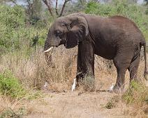 African bushelephant (Loxodonta africana knochenhaueri), Afrikansk savanneelefant, Bubulcus ibis, Cattle Egret, Kuhegre, Murchinson Falls NP, Pattedyr : African bushelephant (Loxodonta africana knochenhaueri), Afrikansk savanneelefant, Bubulcus ibis, Cattle Egret, Kuhegre, Murchinson Falls NP, Pattedyr