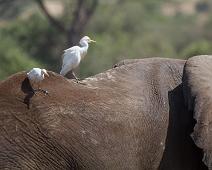 African bushelephant (Loxodonta africana knochenhaueri), Afrikansk savanneelefant, Bubulcus ibis, Cattle Egret, Kuhegre, Murchinson Falls NP, Pattedyr : African bushelephant (Loxodonta africana knochenhaueri), Afrikansk savanneelefant, Bubulcus ibis, Cattle Egret, Kuhegre, Murchinson Falls NP, Pattedyr