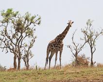 Rotchildsjiraff   Giraffa camelopardalis rothschildi, Murchinson Falls NP, Rotchildsjiraff : Giraffa camelopardalis rothschildi, Murchinson Falls NP, Rotchildsjiraff