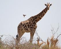 Rotchildsjiraff med Gulnebboksehakker   Buphagus africanus, Giraffa camelopardalis rothschildi, Gulnebboksehakker, Murchinson Falls NP, Rotchildsjiraff, Yellow-billed Oxpecker : Buphagus africanus, Giraffa camelopardalis rothschildi, Gulnebboksehakker, Murchinson Falls NP, Rotchildsjiraff, Yellow-billed Oxpecker
