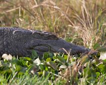 Nilkrokodille   Krypdyr, Murchinson Falls NP, Nile Crocodile (Crocodylus niloticus), Nilkrokodille : Krypdyr, Murchinson Falls NP, Nile Crocodile (Crocodylus niloticus), Nilkrokodille