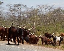 Ankole kyr, Uganda : Ankole kyr, Uganda