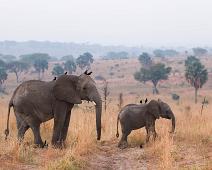 Afrikakansk Savanneelefant   African bushelephant (Loxodonta africana knochenhaueri), Afrikansk savanneelefant, Murchinson Falls NP, Pattedyr, Piapiac, Ptilostomus afer : African bushelephant (Loxodonta africana knochenhaueri), Afrikansk savanneelefant, Murchinson Falls NP, Pattedyr, Piapiac, Ptilostomus afer