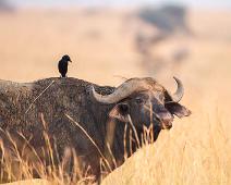 African buffalo (Syncerus caffer), Afrikansk bøffel, Murchinson Falls NP, Piapiac, Ptilostomus afer : African buffalo (Syncerus caffer), Afrikansk bøffel, Murchinson Falls NP, Piapiac, Ptilostomus afer