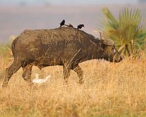 African buffalo (Syncerus caffer), Afrikansk bøffel, Cattle Egret (Bubulcus ibis), Kuhegre, Murchinson Falls NP, Piapiac, Ptilostomus afer : African buffalo (Syncerus caffer), Afrikansk bøffel, Cattle Egret (Bubulcus ibis), Kuhegre, Murchinson Falls NP, Piapiac, Ptilostomus afer