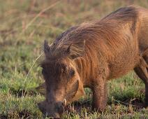 Vortesvin   Murchinson Falls NP, Pattedyr, Vortesvin, Warthog (Phacochoerus africanus) : Murchinson Falls NP, Pattedyr, Vortesvin, Warthog (Phacochoerus africanus)