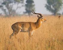Ugandakob   Murchinson Falls NP, Ugandan kob : Murchinson Falls NP, Ugandan kob
