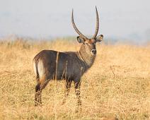 Defassa vannbukk, Defassa waterbuck (Kobus ellipsiprymnus defassa), Murchinson Falls NP : Defassa vannbukk, Defassa waterbuck (Kobus ellipsiprymnus defassa), Murchinson Falls NP