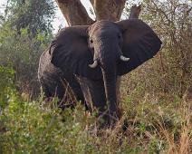 Afrikakansk Savanneelefant   African bushelephant (Loxodonta africana knochenhaueri), Afrikansk savanneelefant, Murchinson Falls NP, Pattedyr : African bushelephant (Loxodonta africana knochenhaueri), Afrikansk savanneelefant, Murchinson Falls NP, Pattedyr