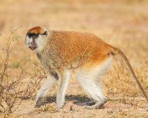 Murchinson Falls NP, Patas Monkey : Murchinson Falls NP, Patas Monkey