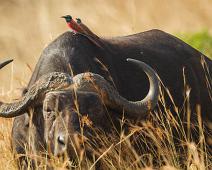 African buffalo (Syncerus caffer), Afrikansk bøffel, Merops nubicus, Murchinson Falls NP, Northern Carmine Bee-eater : African buffalo (Syncerus caffer), Afrikansk bøffel, Merops nubicus, Murchinson Falls NP, Northern Carmine Bee-eater