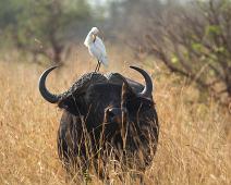 Afrikansk bøffel med Kuhegre   African buffalo (Syncerus caffer), Afrikansk bøffel, Cattle Egret (Bubulcus ibis), Kuhegre, Murchinson Falls NP : African buffalo (Syncerus caffer), Afrikansk bøffel, Cattle Egret (Bubulcus ibis), Kuhegre, Murchinson Falls NP