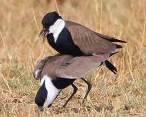 Murchinson Falls NP, Spur-winged Lapwing, Vanellus spinosus : Murchinson Falls NP, Spur-winged Lapwing, Vanellus spinosus