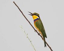 Blue-breasted Bee-eater, Merops variegatus, Murchinson Falls NP : Blue-breasted Bee-eater, Merops variegatus, Murchinson Falls NP