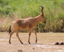 Kuantilope   Alcelaphus buselaphus jacksoni, Jackson's Hartebeest (Kuantilope), Murchinson Falls NP : Alcelaphus buselaphus jacksoni, Jackson's Hartebeest (Kuantilope), Murchinson Falls NP