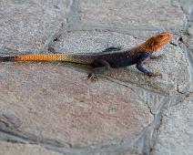 Agama agama, Murchinson Falls NP, Red-headed agama, Vanlig Agama : Agama agama, Murchinson Falls NP, Red-headed agama, Vanlig Agama