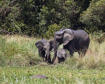 African bushelephant (Loxodonta africana knochenhaueri), Afrikansk savanneelefant, Murchinson Falls NP, Pattedyr : African bushelephant (Loxodonta africana knochenhaueri), Afrikansk savanneelefant, Murchinson Falls NP, Pattedyr
