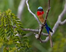 Merops bulocki, Murchinson Falls NP, Red-throated Bee-eater : Merops bulocki, Murchinson Falls NP, Red-throated Bee-eater