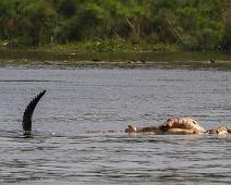 Krypdyr, Murchinson Falls NP, Nile Crocodile (Crocodylus niloticus), Nilkrokodille : Krypdyr, Murchinson Falls NP, Nile Crocodile (Crocodylus niloticus), Nilkrokodille