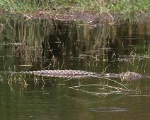 Nilkrokodille   Krypdyr, Murchinson Falls NP, Nile Crocodile (Crocodylus niloticus), Nilkrokodille : Krypdyr, Murchinson Falls NP, Nile Crocodile (Crocodylus niloticus), Nilkrokodille