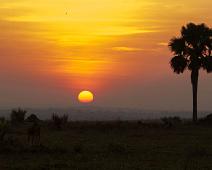 Murchinson Falls NP, Ugandan kob : Murchinson Falls NP, Ugandan kob