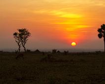 Murchinson Falls NP, Ugandan kob : Murchinson Falls NP, Ugandan kob