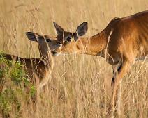 Ugandakob med unge   Murchinson Falls NP, Ugandan kob : Murchinson Falls NP, Ugandan kob