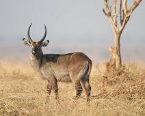 Defassa Vannbukk   Defassa vannbukk, Defassa waterbuck (Kobus ellipsiprymnus defassa), Murchinson Falls NP : Defassa vannbukk, Defassa waterbuck (Kobus ellipsiprymnus defassa), Murchinson Falls NP
