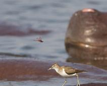 Common Sandpiper (Actitis hypoleucos), Flodhest, Murchinson Falls NP, Pattedyr, Strandsnipe : Common Sandpiper (Actitis hypoleucos), Flodhest, Murchinson Falls NP, Pattedyr, Strandsnipe