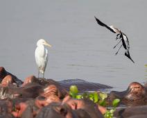Cattle Egret (Bubulcus ibis), Flodhest, Kuhegre, Murchinson Falls NP, Pattedyr, Spur-winged Lapwing, Vanellus spinosus : Cattle Egret (Bubulcus ibis), Flodhest, Kuhegre, Murchinson Falls NP, Pattedyr, Spur-winged Lapwing, Vanellus spinosus